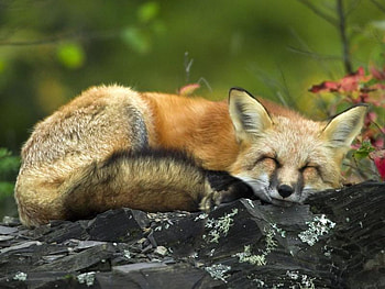 a sleepy day, redfox, sleeping HD wallpaper