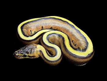 Striped-Snake, snake, cool, , striped HD wallpaper