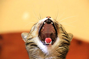 Big Mouth, cool, cat HD wallpaper