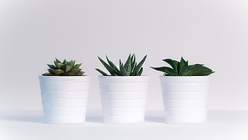 Cactus, White pots, Pristine beauty, U TV aesthetics HD wallpaper