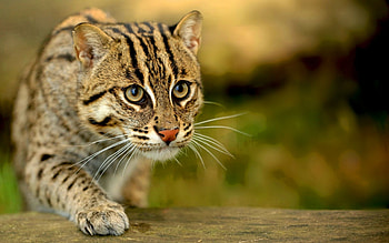 Animals, Cats HD wallpaper