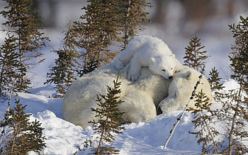 Animals, Bears HD wallpaper