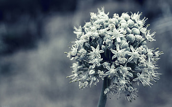 Flower, Plant, Macro, Bloom, Flowering, Grey, Bw, Chb HD wallpaper