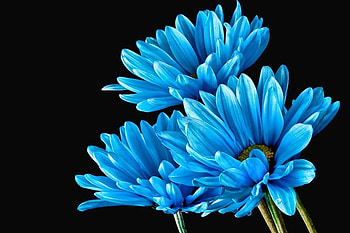 Yes, We are Blue..., blue, flower, nature, flowers, three HD wallpaper