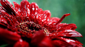 Drops, Flower, Macro, Dark, Moisture HD wallpaper