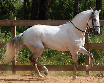 horse :D, horses, horse, i love horses HD wallpaper