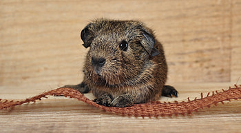 Animals, Beautiful, Pretty, Guinea Pig, Rodent HD wallpaper