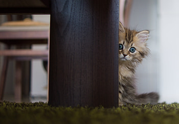 Animals, Wood, Wooden, Fluffy, Kitty, Kitten, Hide HD wallpaper