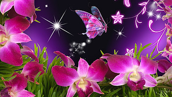 pink butterflies, purple, pink, sky, flowers, stars HD wallpaper