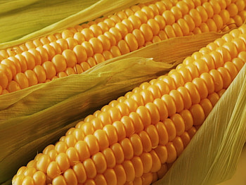 Corny , corn, yellow, kernels, good, food, husk HD wallpaper