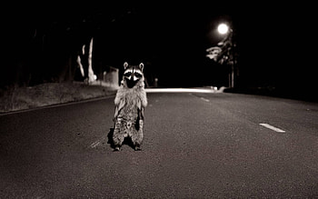 Raccoon, Animal HD wallpaper