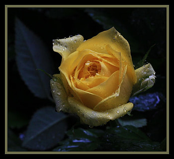 Yellow Rose for Anne, rose, still life, yellow, single, friend HD wallpaper