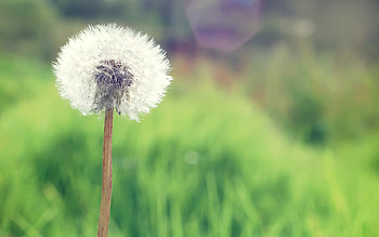 Dandelion, flowers HD wallpaper