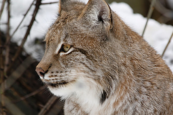 *** Wild cat ***, animal, cat, wild, animals HD wallpaper