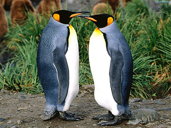 Animals, Birds, Pinguins HD wallpaper