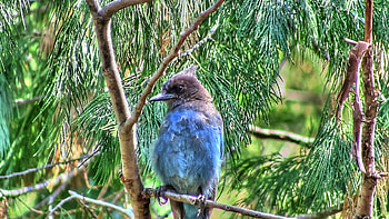 Bluebird in Pine Tree, Animals, Bluebirds, Nature, Pine Trees, Winged Creatures, Birds HD wallpaper