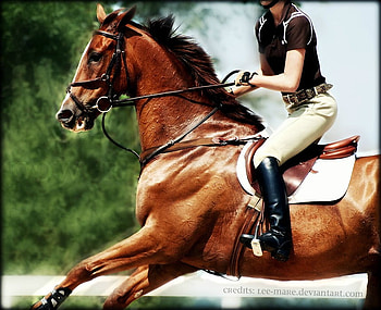 Horse And Rider, bggrweg, gqer, qge, ger, g, qeg HD wallpaper