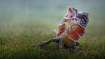 Frilled-neck Lizard, animal, nature, lizard HD wallpaper