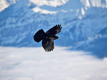 Animals, Mountains, Bird, Flight, Alpine Jackdaw, Alpine Chough HD wallpaper
