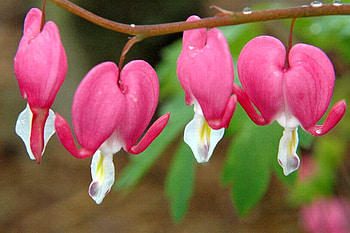 Bleeding Heart, bleeding, beautiful, heart HD wallpaper