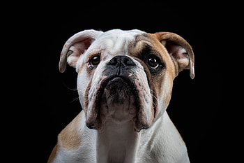 Bulldog, English Bulldog , Expert HD wallpaper