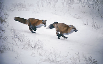 Animals, Winter, Fox, Hunting, Hunt, Run, Running HD wallpaper