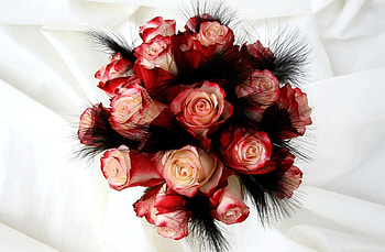 Flowers, Roses, Feather, Registration, Typography, Bouquet, Buds, White Background HD wallpaper