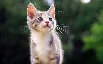 Animals, Kitty, Kitten, Striped, Kid, Tot HD wallpaper