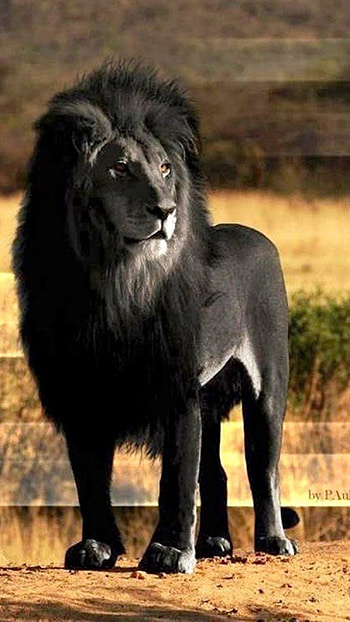 Black Lion, Animal Background HD phone wallpaper