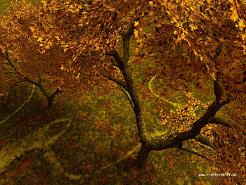 autumn trees, trees, autumn, nature HD wallpaper