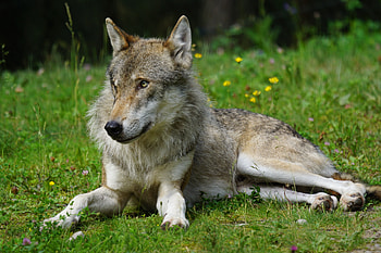 Animals, Grass, Predator, Wolf, Sight, Opinion HD wallpaper