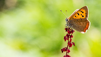 Animals, Flowers, Macro, Butterfly, Copper Butterfly HD wallpaper