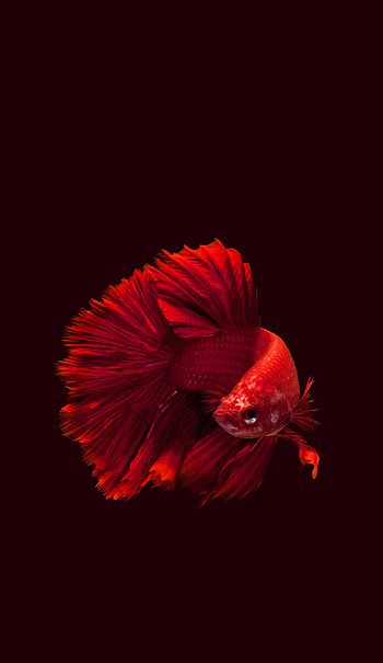 All animals dump, Betta fish, Siamese fighting fish, Stunning fish ry HD phone wallpaper