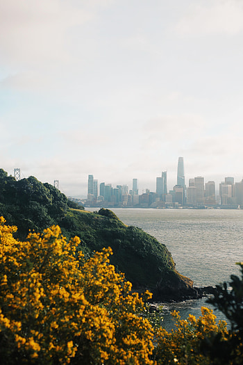 Nature, Flowers, City, Rocks HD phone wallpaper