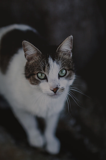 Animals, Cat, Muzzle, Spotted, Spotty, Blur, Smooth, Sight, Opinion HD phone wallpaper