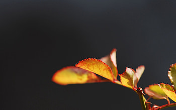 Background, Macro, Sheet, Leaf, Carved HD wallpaper