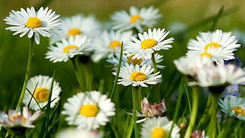 Plants, Flowers, Camomile HD wallpaper