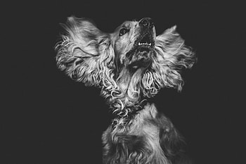 Animals, Dog, Muzzle, Bw, Chb HD wallpaper