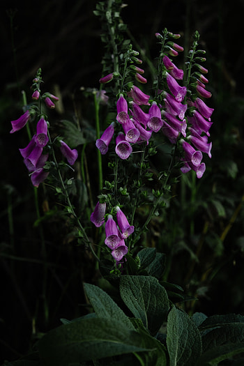 Flowers, Flower, Plant, Bloom, Flowering, Digitalis, Foxglove HD phone wallpaper