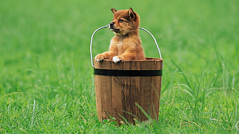 Animals, Dogs HD wallpaper