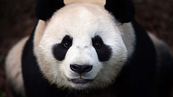 Animals, Muzzle, Bear, Panda HD wallpaper