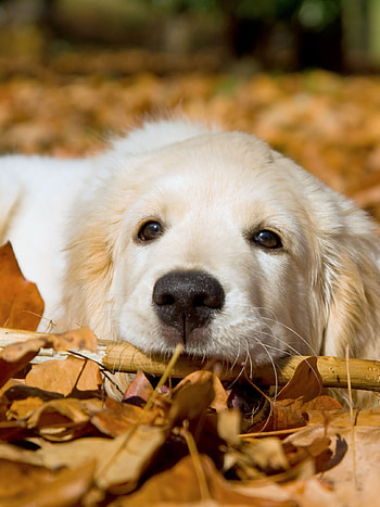 Golden Retriever Pup, Springtime delight, , Golden cuteness HD phone wallpaper