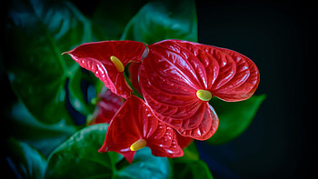Anthurium Plant Very High Resolution HD wallpaper