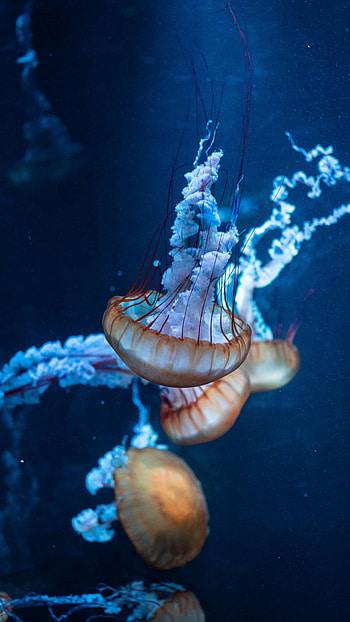 Aqua jellyfish, High definition, Submerged spectacles, Splash of colors HD phone wallpaper
