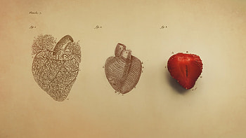 computer for human anatomy by Duda Gordon (2016-02-27) HD wallpaper