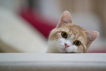 Cat, Animals, Muzzle, Sight, Opinion, Playful HD wallpaper