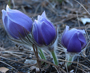 pulsatilla, purple, flowers, spring HD wallpaper