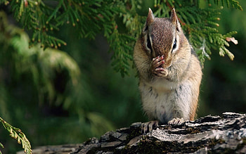 Wildlife, Natural beauty, Squirrel friend, Adorable creature HD wallpaper