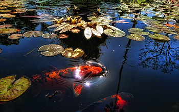 Lake, Koi HD wallpaper