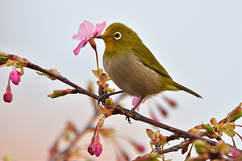 Bird, small, wildlife HD wallpaper